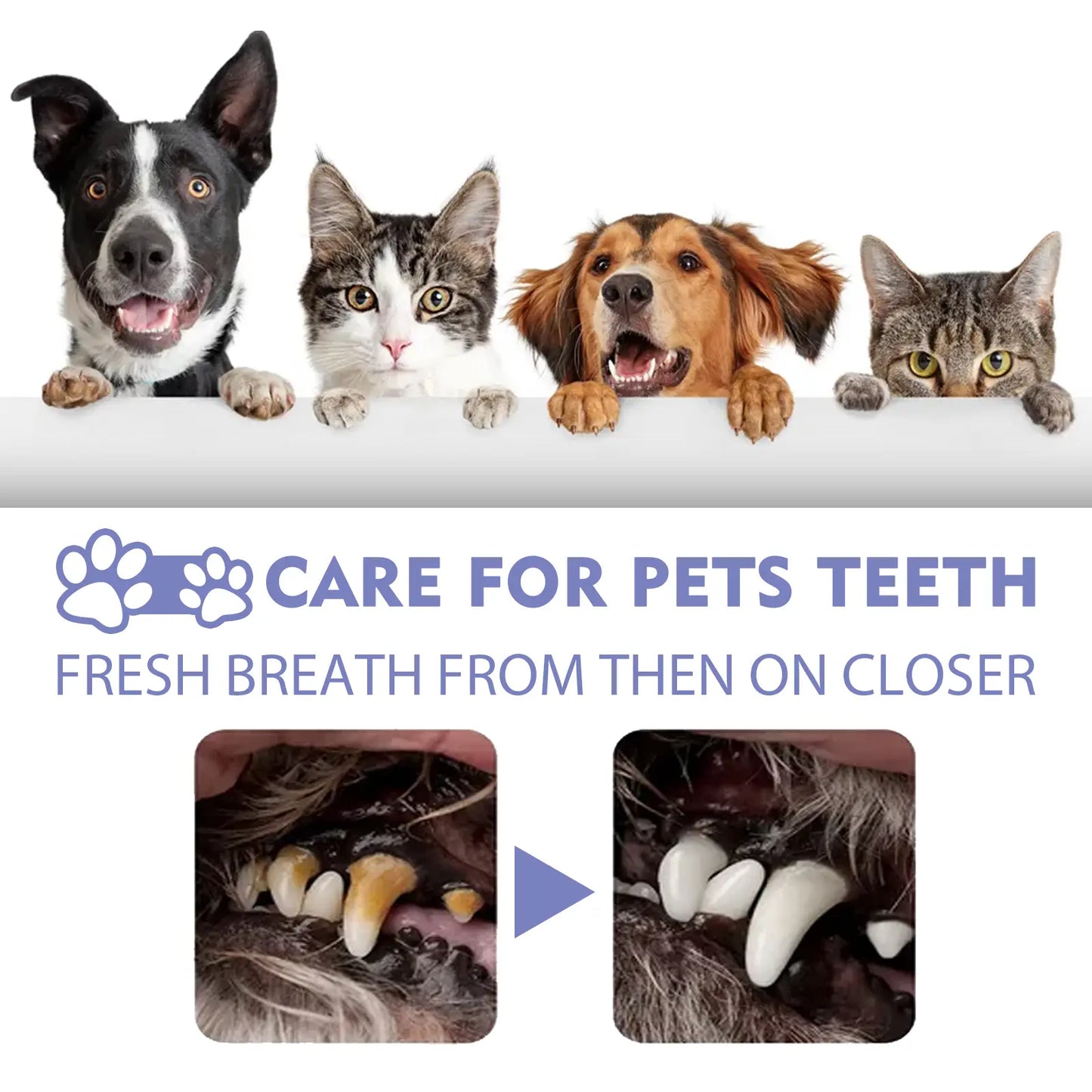 BBOJI™ 🍃No-Brushing Oral Care Spray for Dogs & Cats